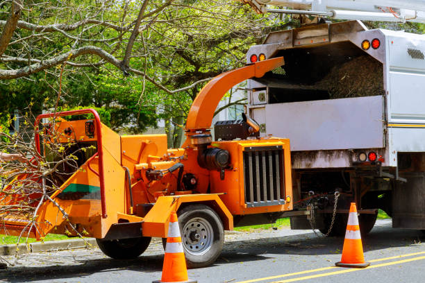 Professional Tree Removal and Landscaping Services in Enochville, NC